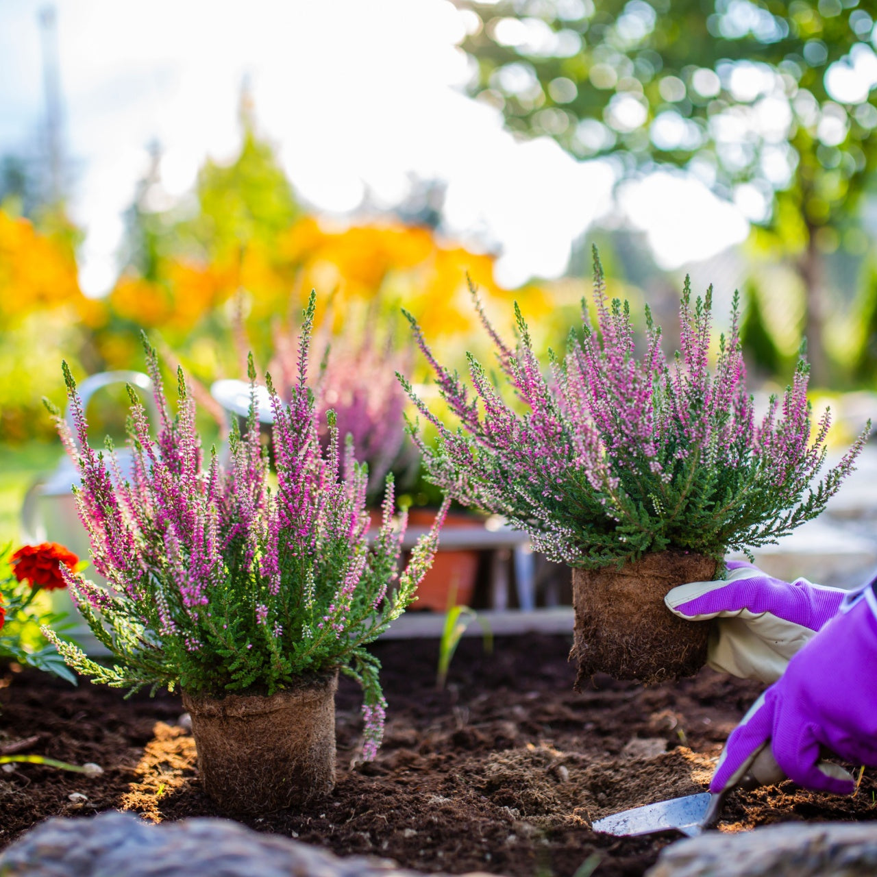 Planting purple perennial flowers