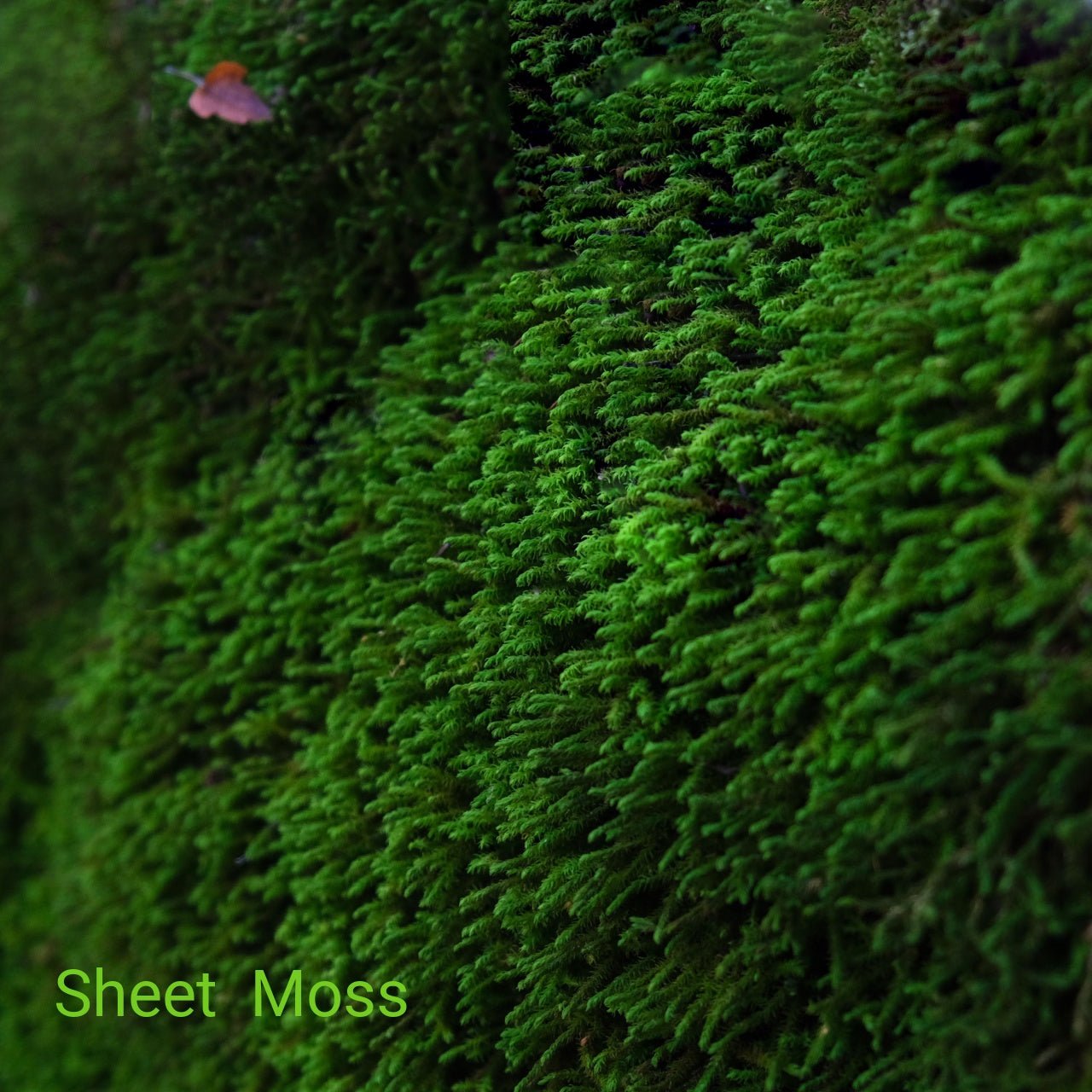 Moss Meadow Sampler
