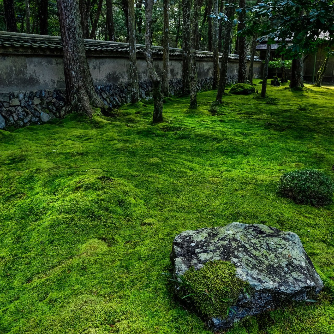 Big Moss Sampler Box