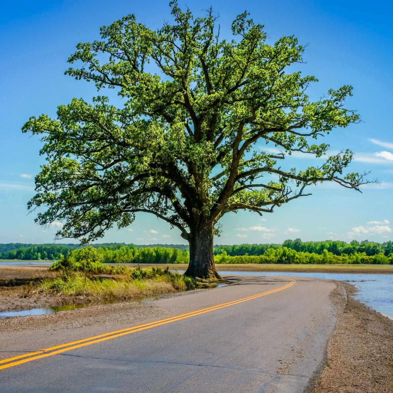 Burr Oak Tree