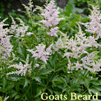 Ivory Blooming Trio: lush pale lavender goats beard flowers above green serrated leaves