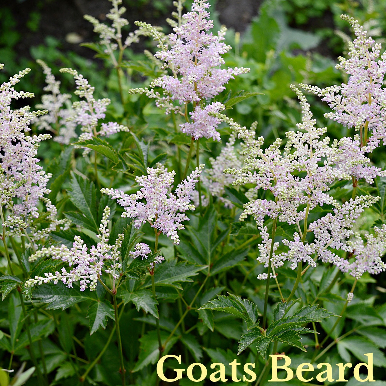 Ivory Blooming Trio: lush pale lavender goats beard flowers above green serrated leaves