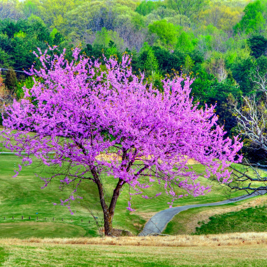 A redbud tree with purple flowers, situated on a golf course with greenery in the background.