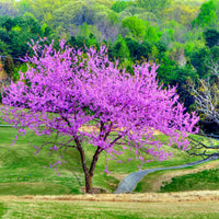 A redbud tree with purple flowers, situated on a golf course with greenery in the background.