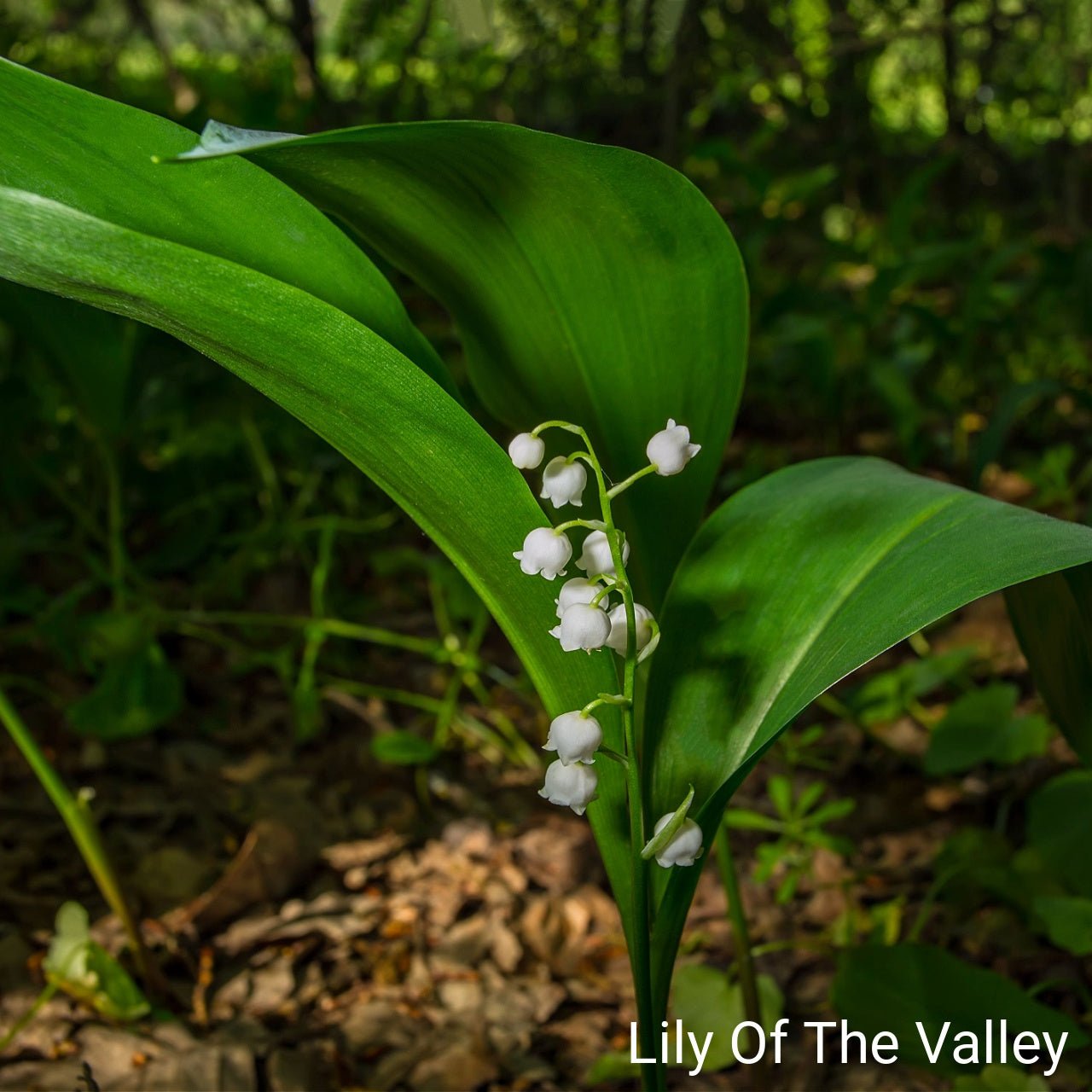 Ivory Blooming Trio