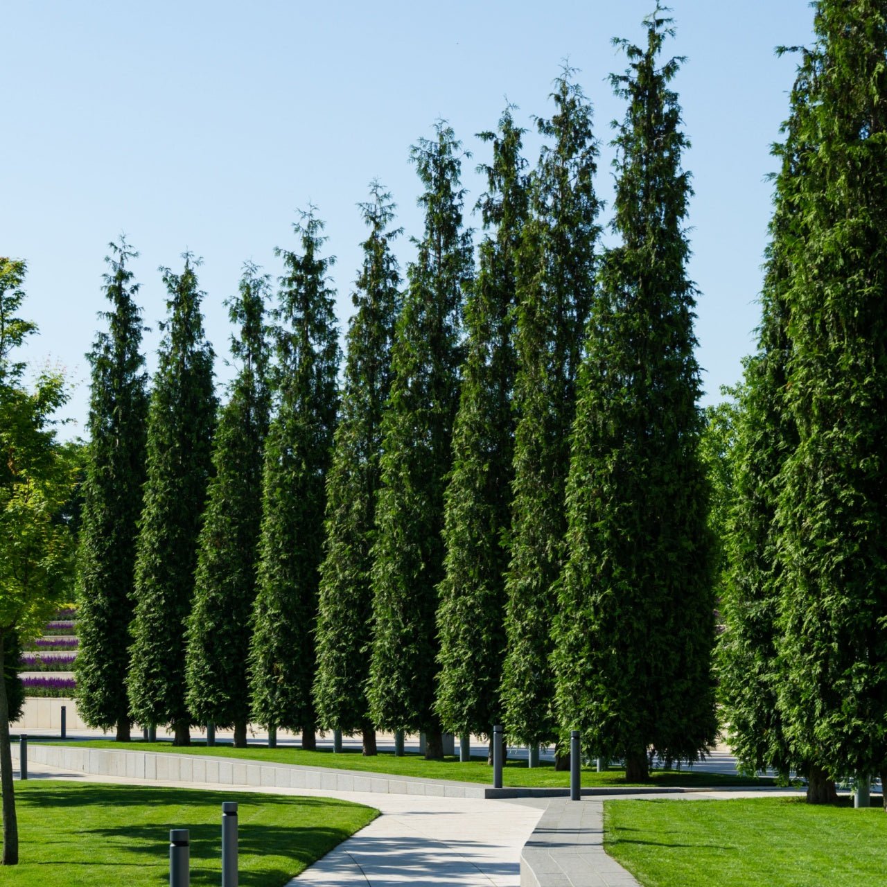 Arborvitae Tree