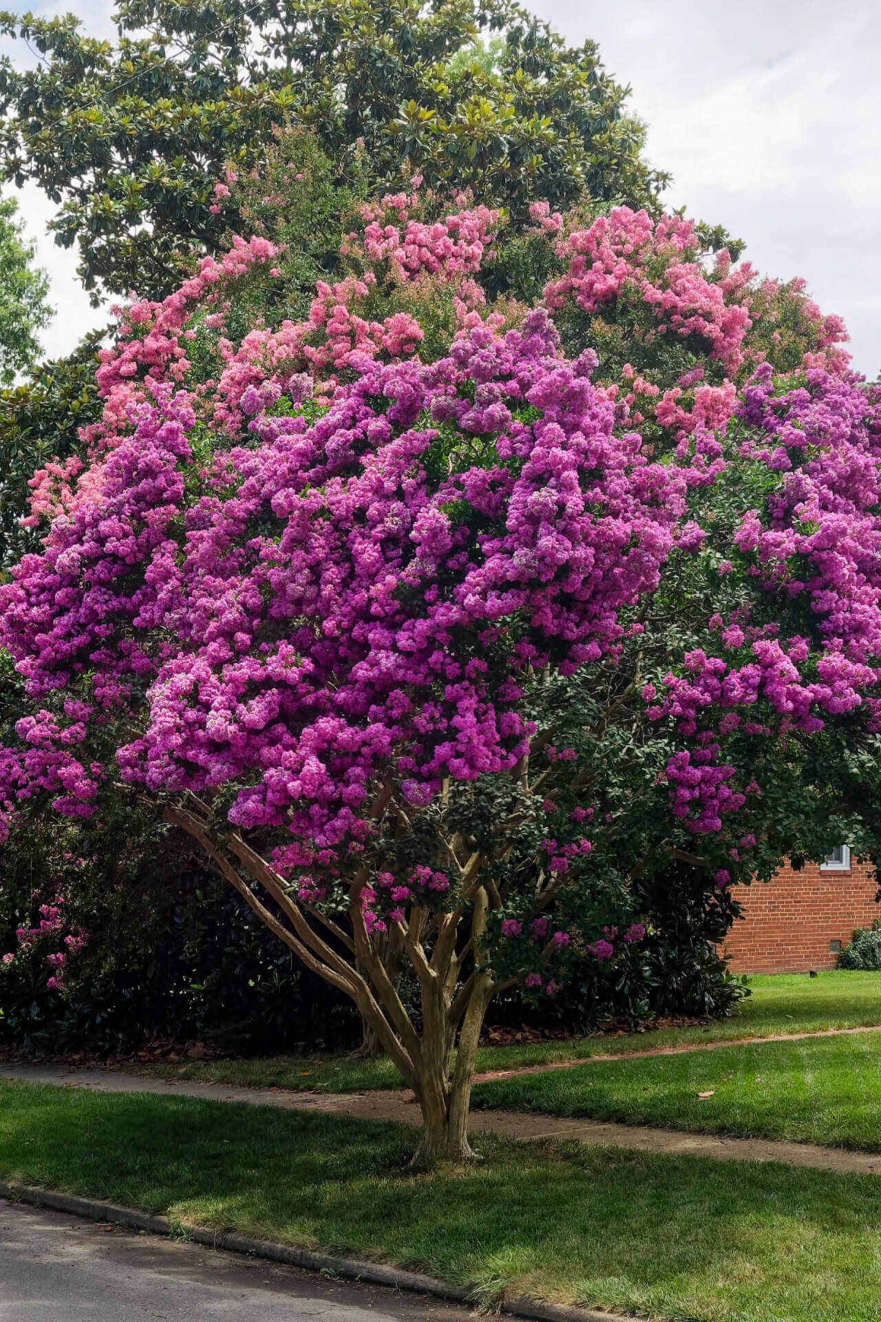 Purple Crepe Myrtle