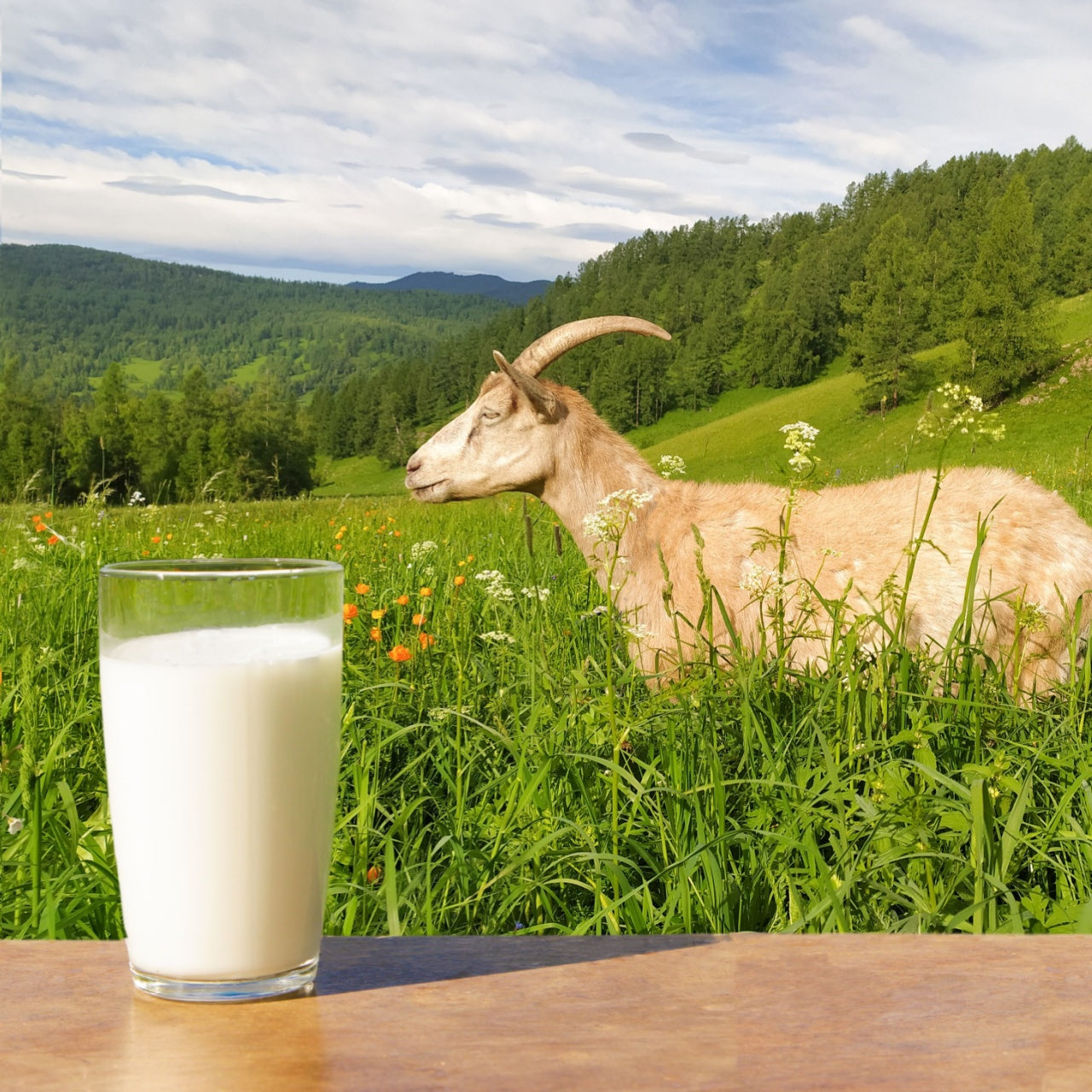 Glass of milk on a wooden surface with a goat in a grassy field in the background