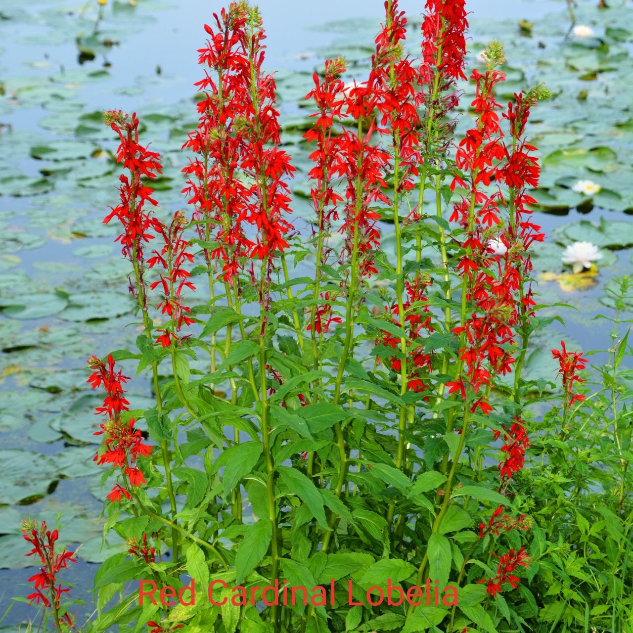 Red Flower Plants