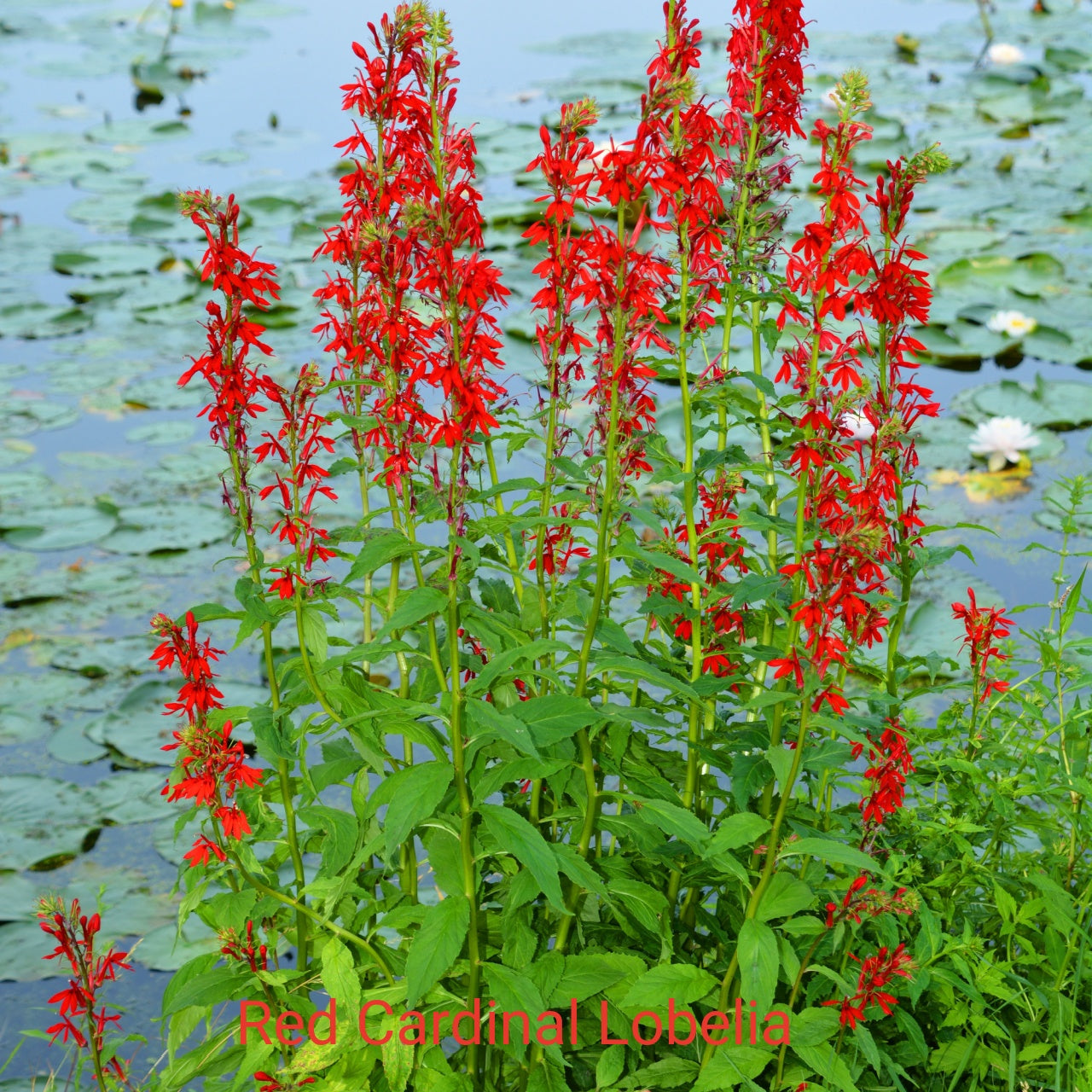 Red Cardinal Lobelia flowers with green leaves against a water background