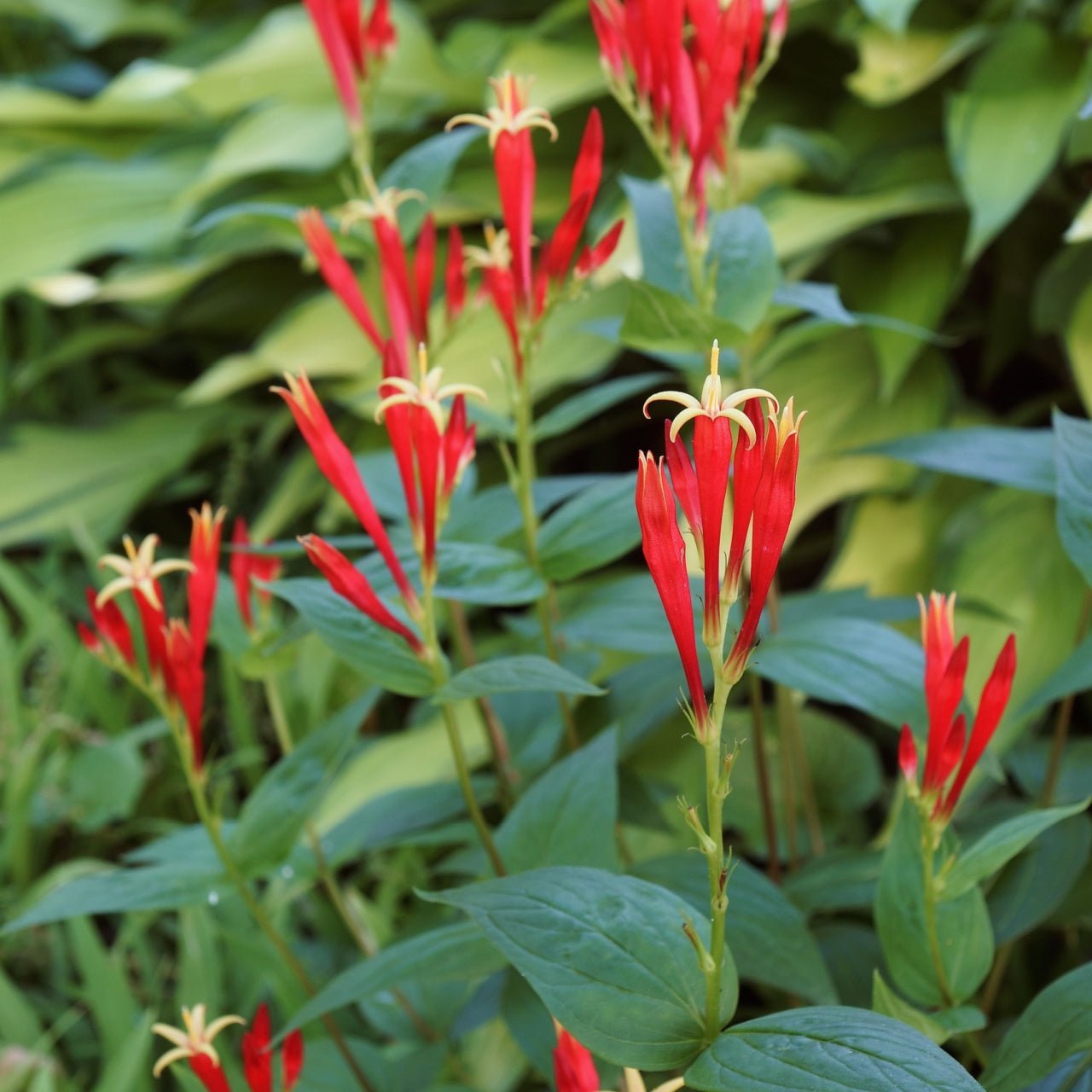 Indian Pink Plant - Indian Paint Brush