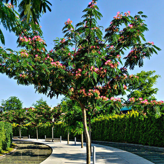 Tree with pink flowers in a park setting with clear blue sky