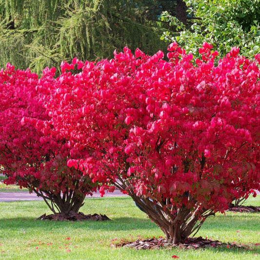 A vibrant red Burning Bush shrub in full autumn color, situated in an outdoor setting with green grass and trees in the background.