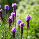 Gayfeather Liatris Plant