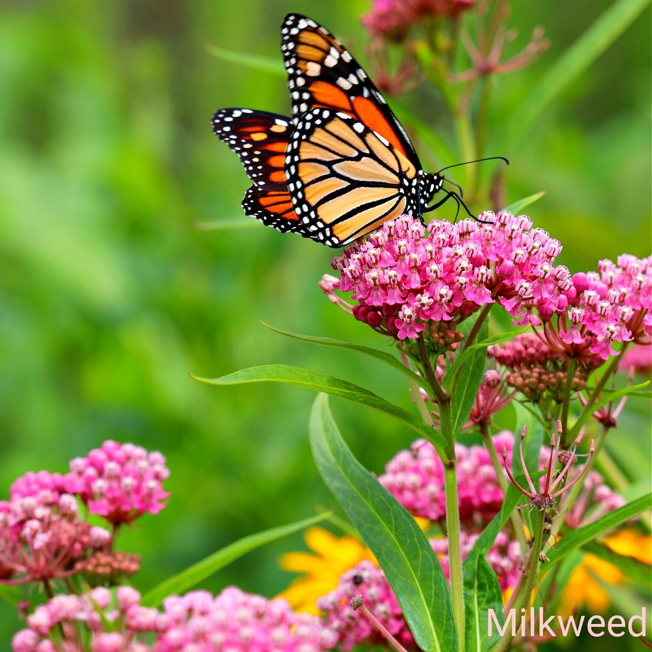 Pink Flower Plants