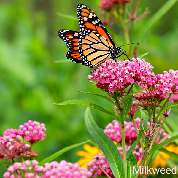 Monarch butterfly on pink milkweed flowers with a blurred green background