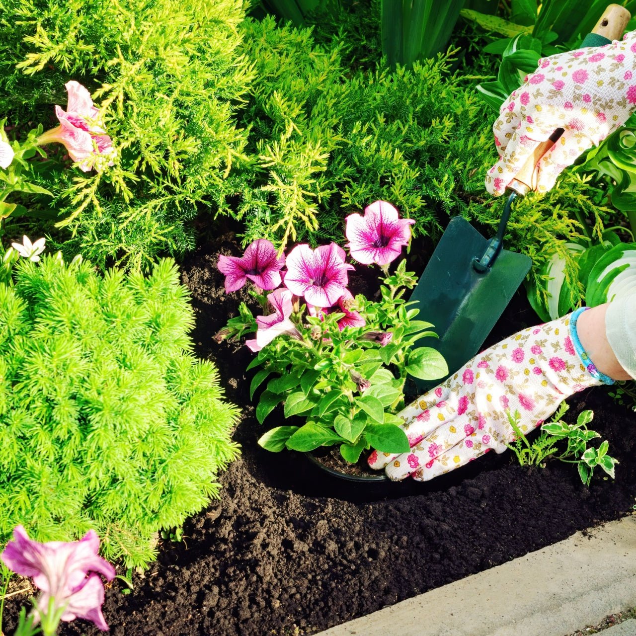 Plant of The Month - 1 Best Seller Per Month