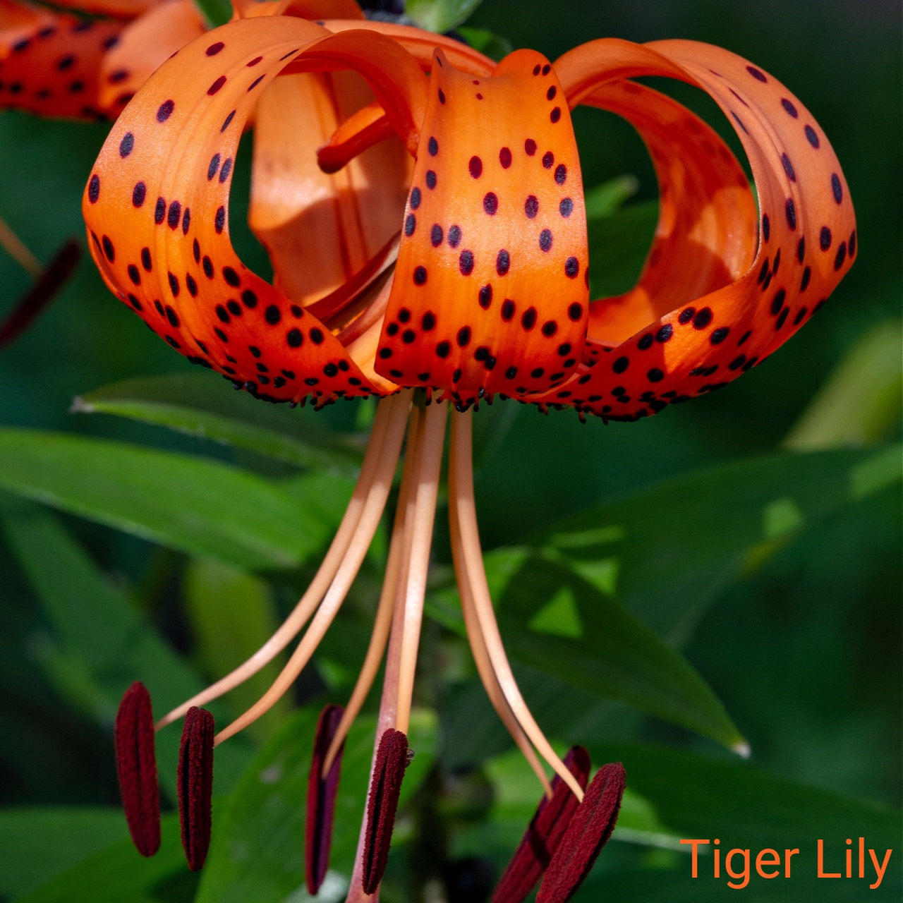 Close-up of an orange tiger lily with black spots on a green background