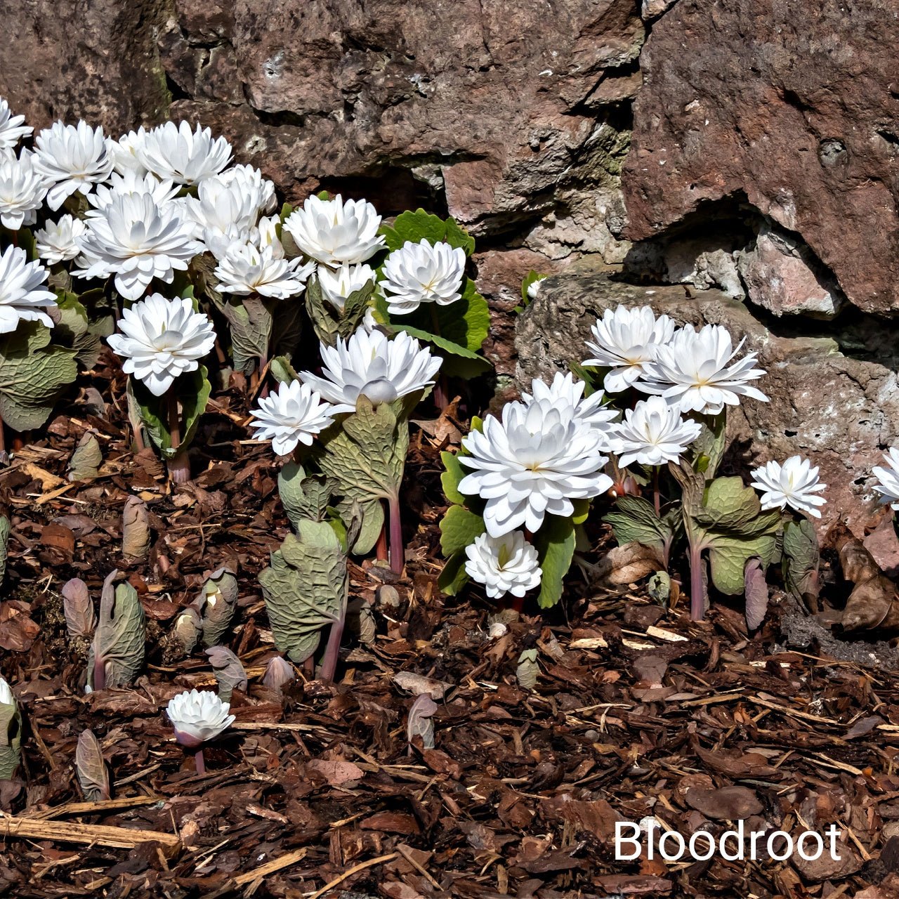 Ivory Blooming Trio