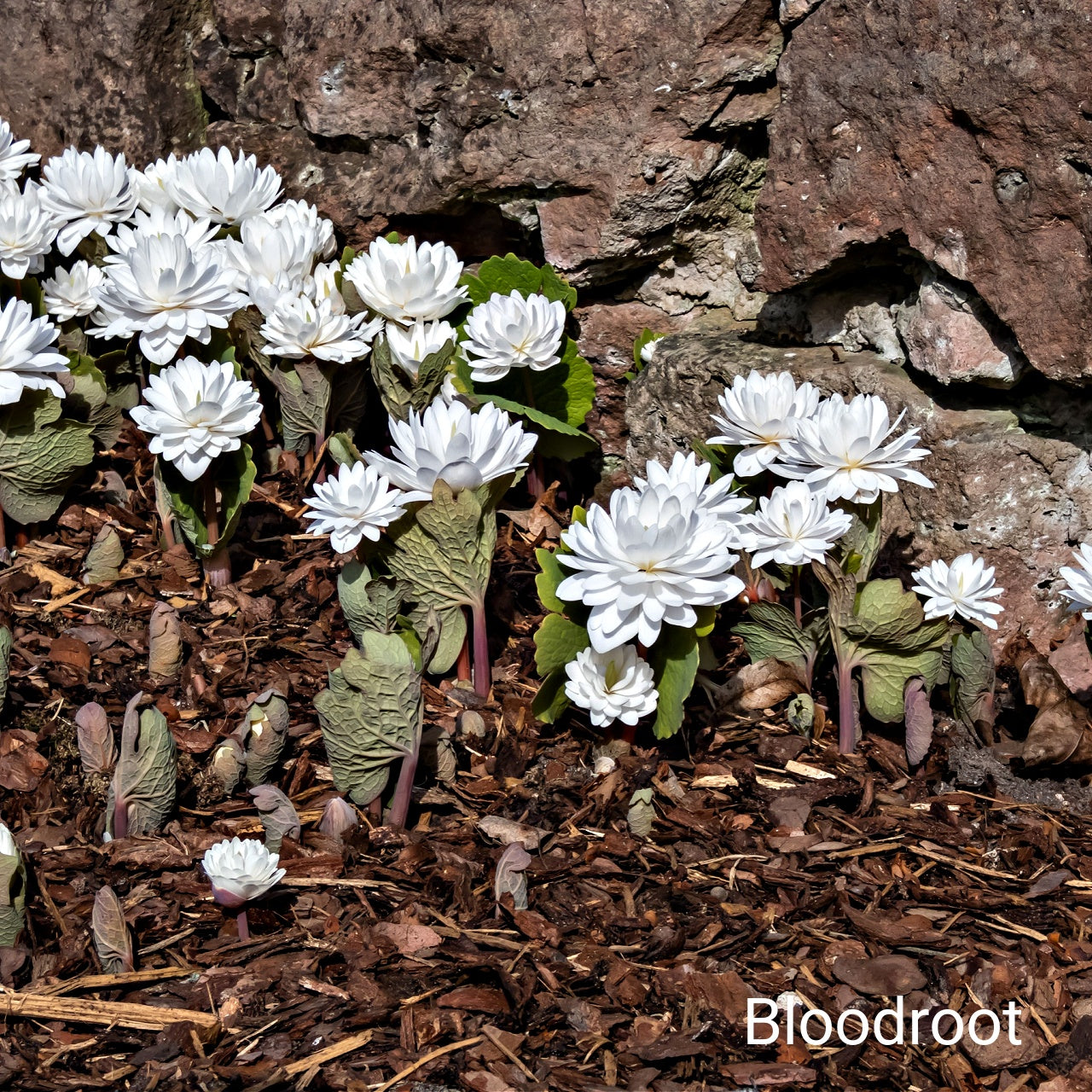 White bloodroot flowers growing among rocks and mulch