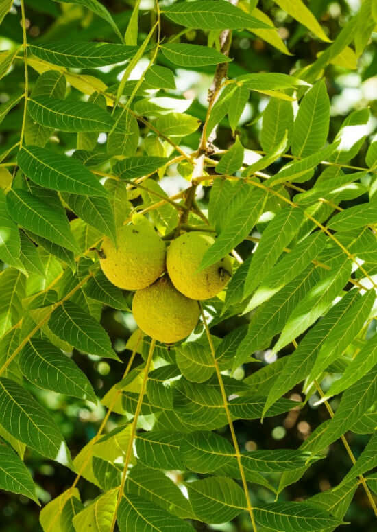 Black Walnut Trees Back In Stock