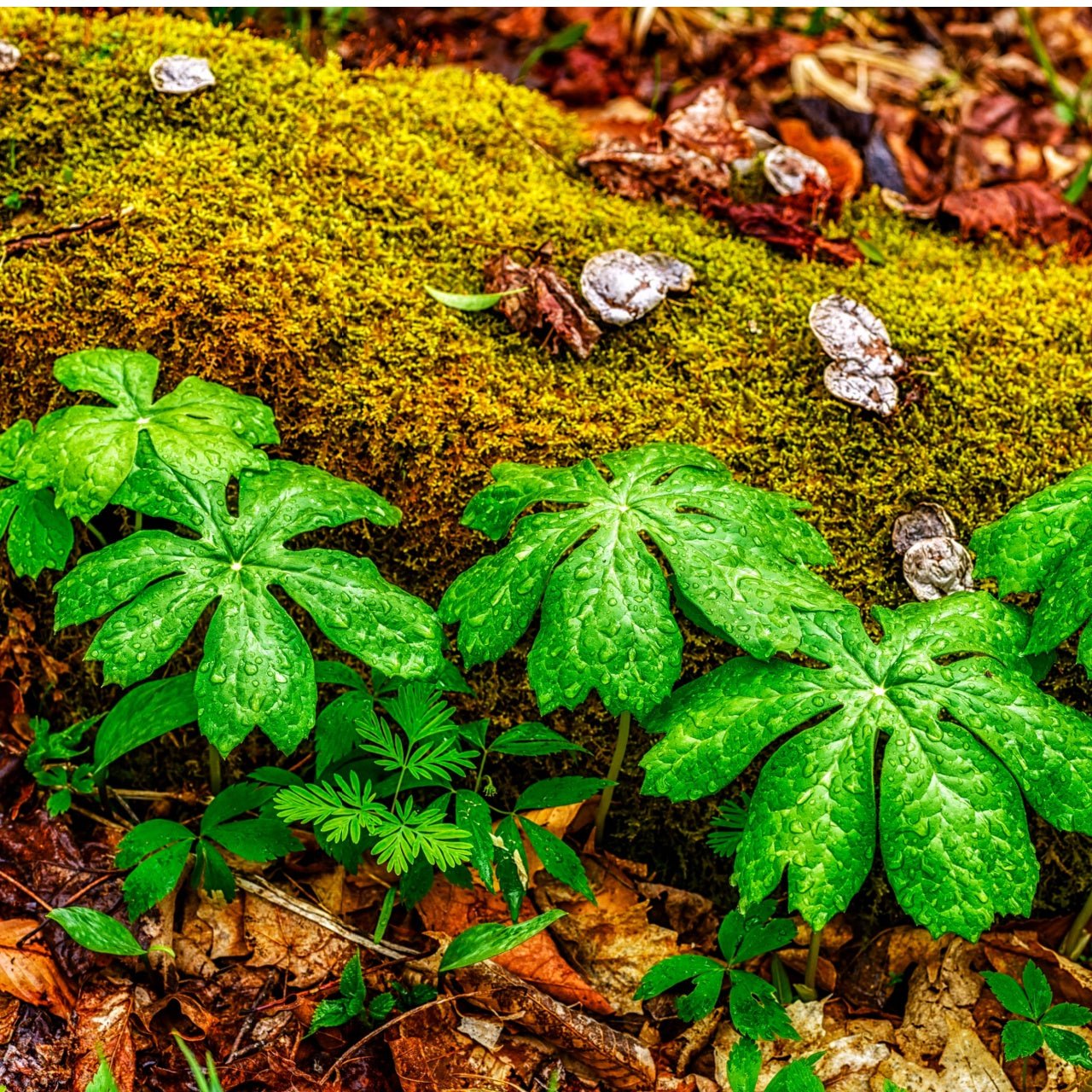 Mayapple Plant - TN Nursery