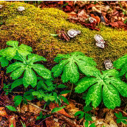 Mayapple