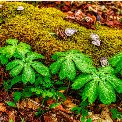 A photo showing green mayapple plants with two palmately lobed leaves, growing in a forest floor setting with moss and decaying leaves.