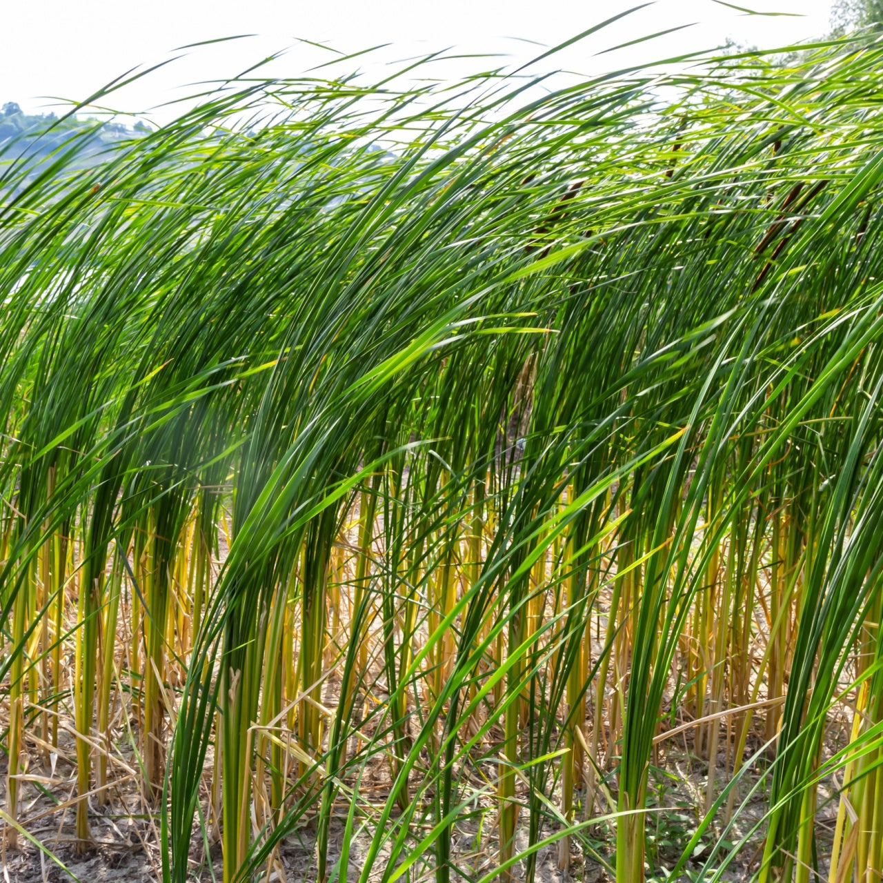 A stand of green bulrush grass growing in water, with tall, slender leaves and brown flower heads.