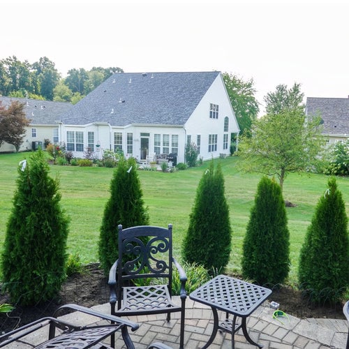 American Arborvitae 6-12