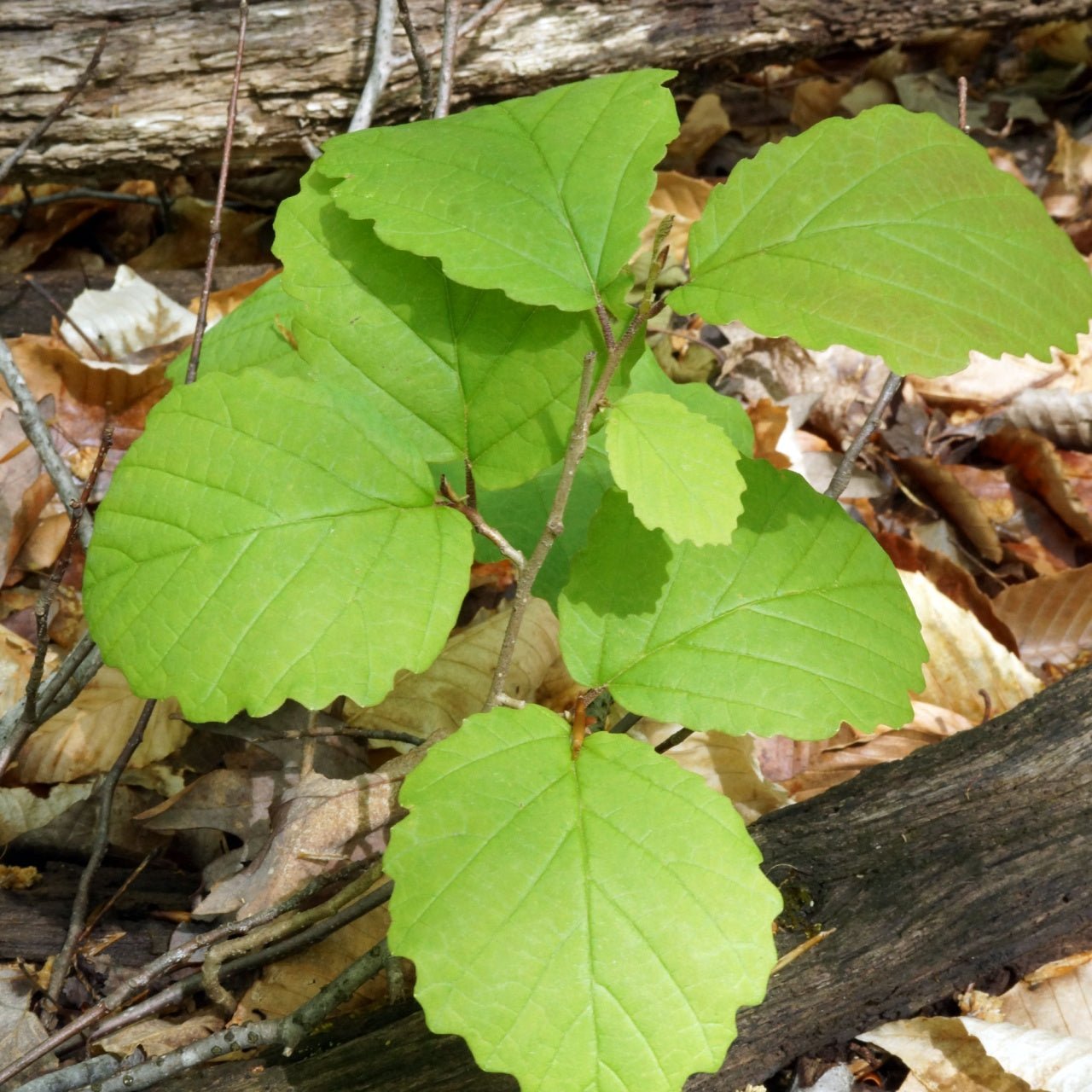 Witch Hazel Seedlings