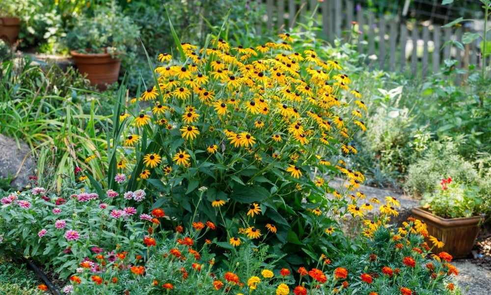 Plant Subscription - TN Nursery