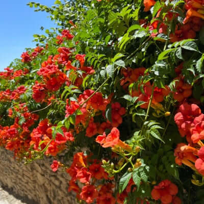 Trumpet Vine