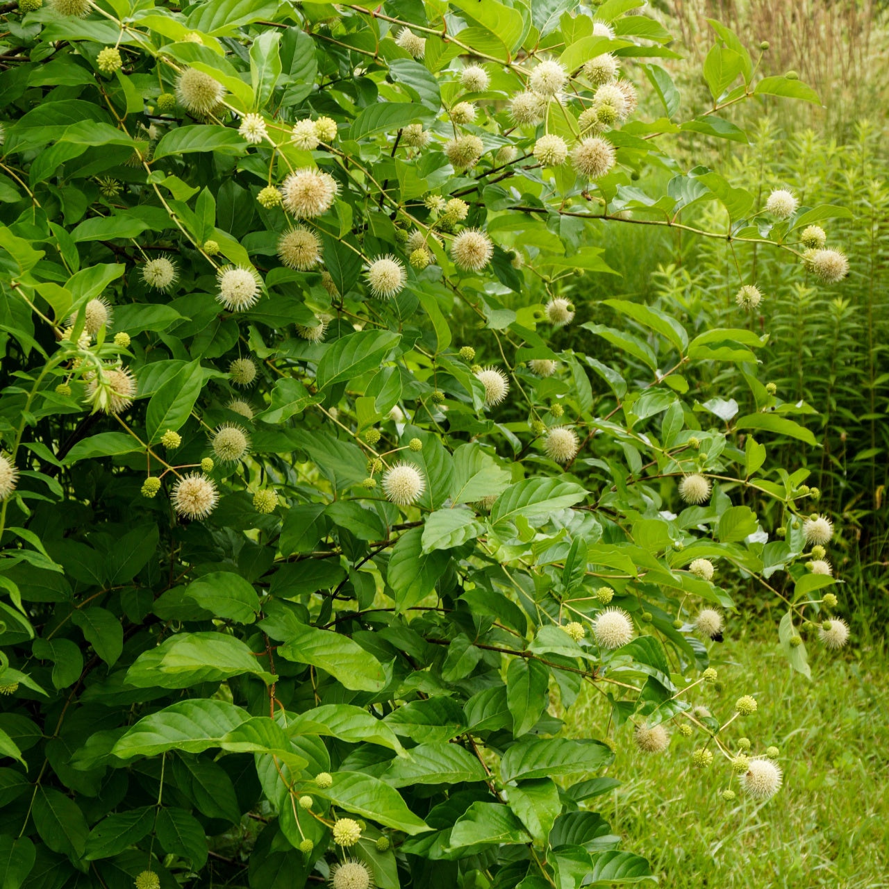 Live Tree Stakes for Sale: Fast-Rooting Native Plants