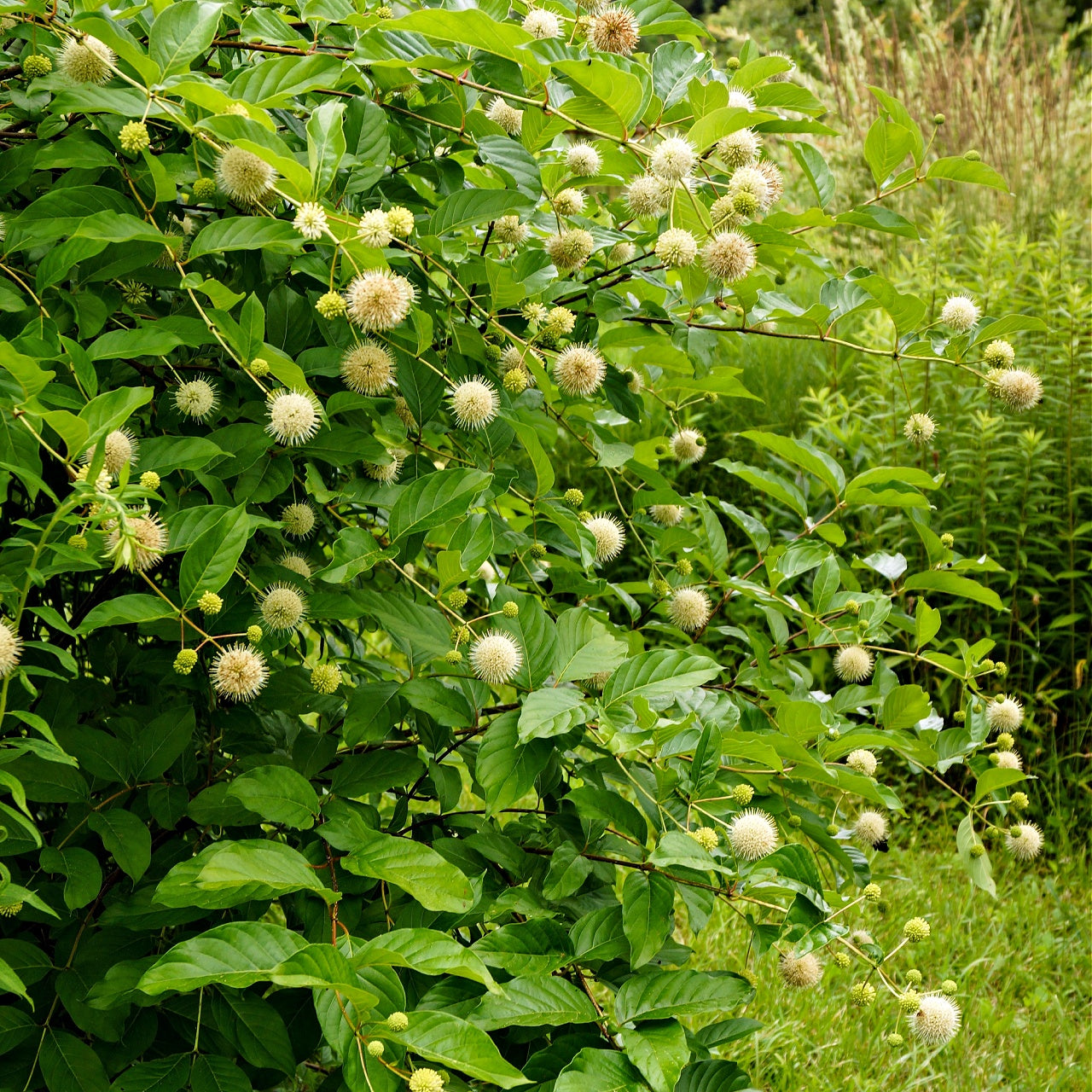 Green bush with small white flowers in a natural setting