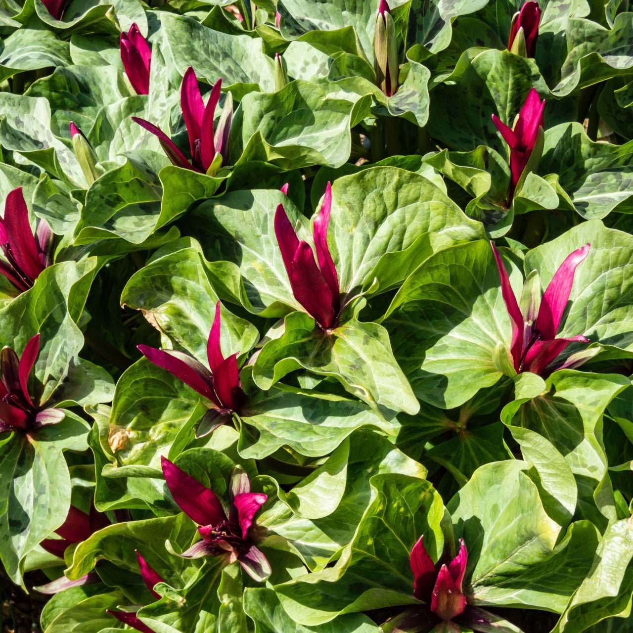 Eake Robin Trillium
