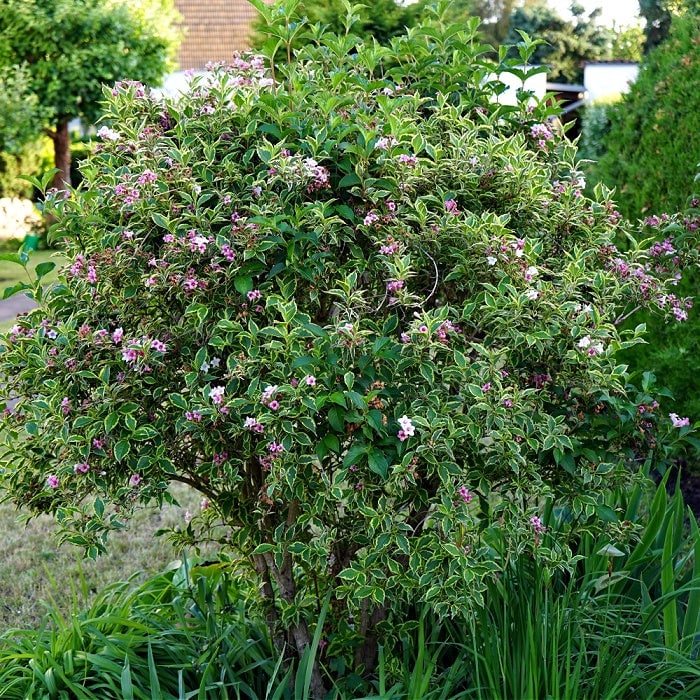 Varigated Weigela 3-4'