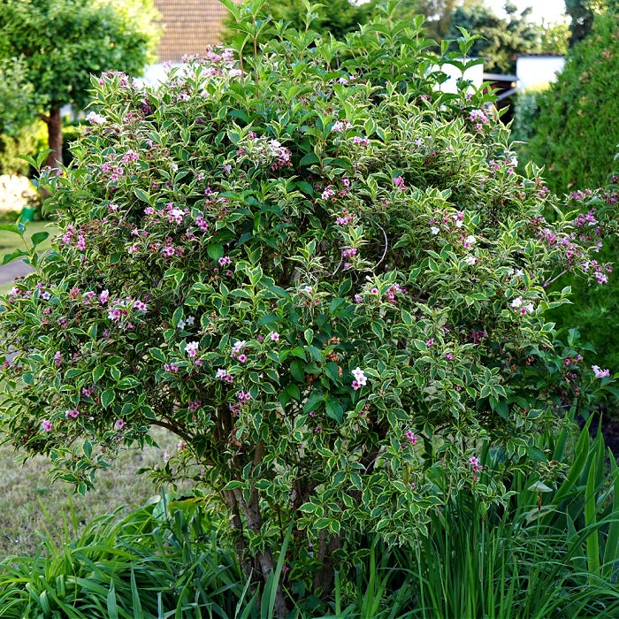 Weigela