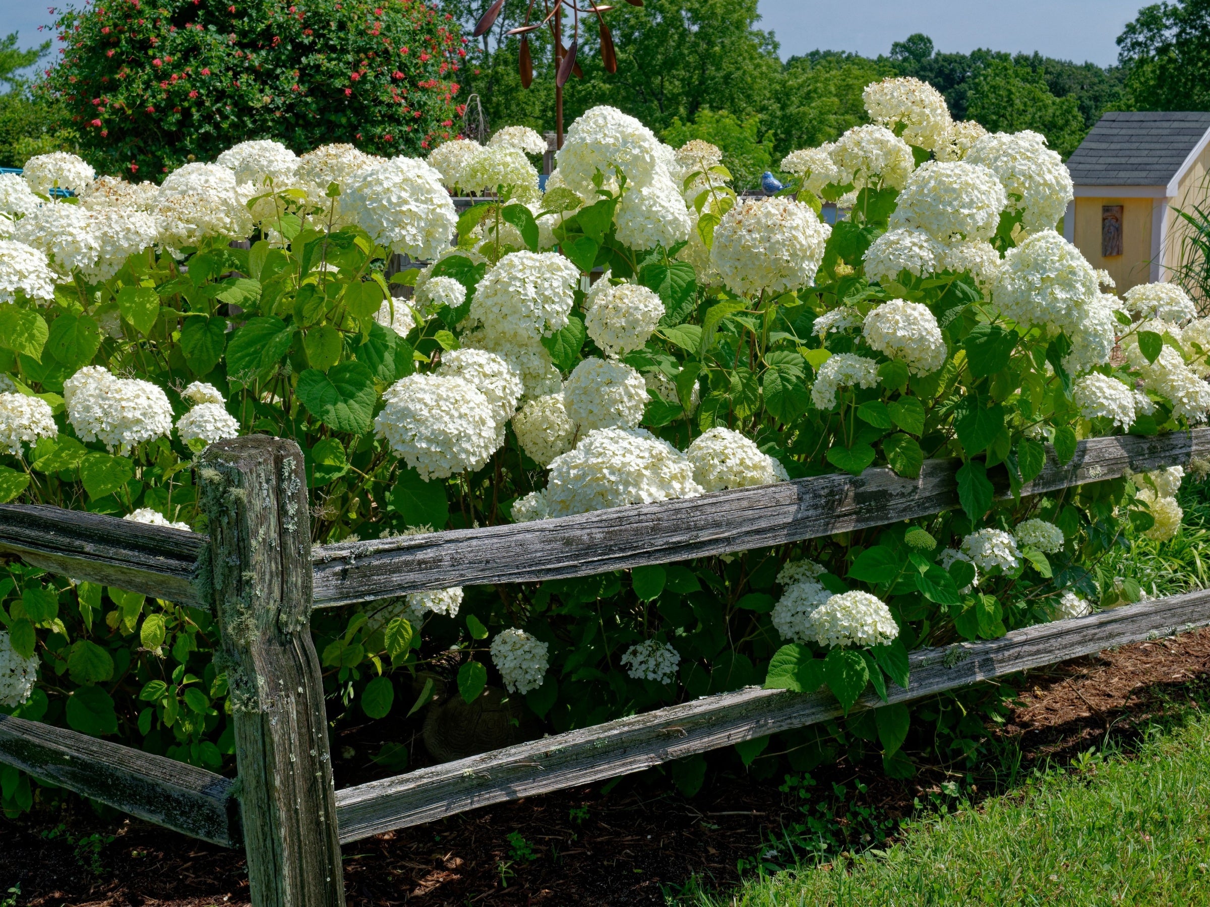 TN Nursery - Shrubs