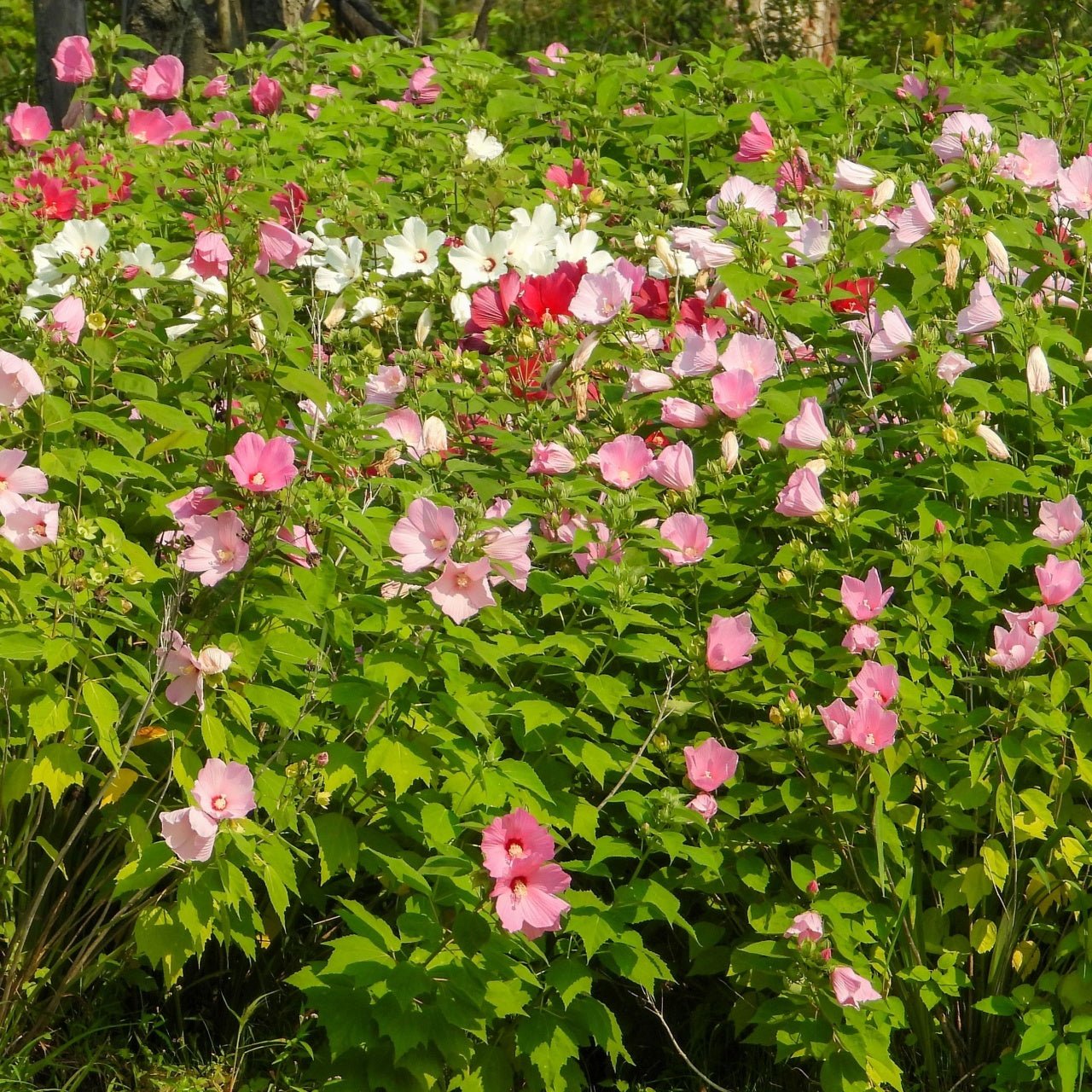 Hibiscus Moscheutos