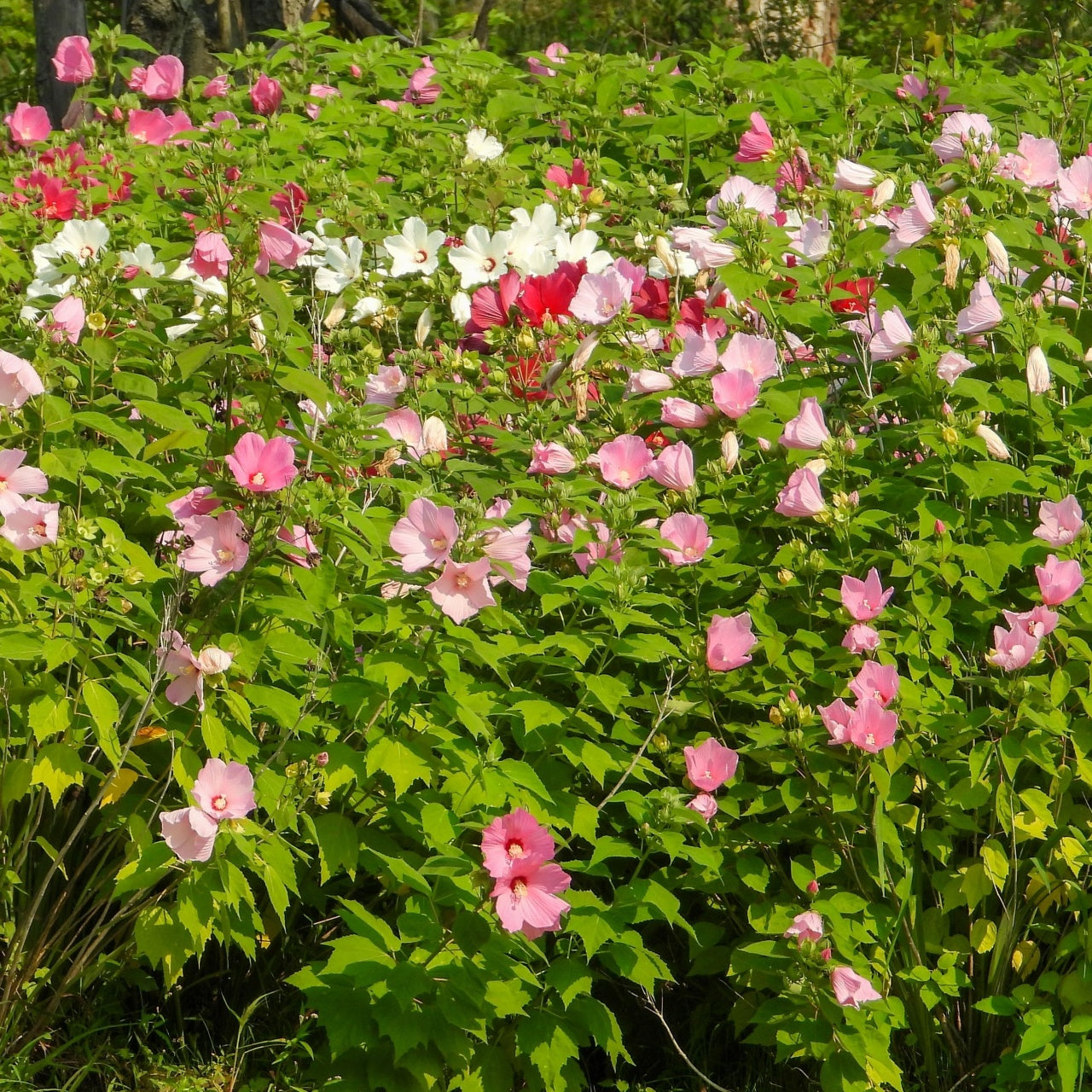 Field of pink and white flowers with green leaves