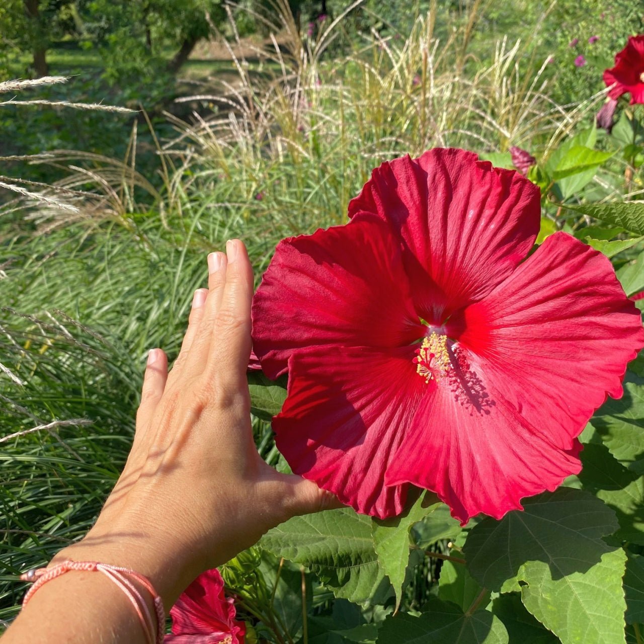 Rose Mallow TN Nursery