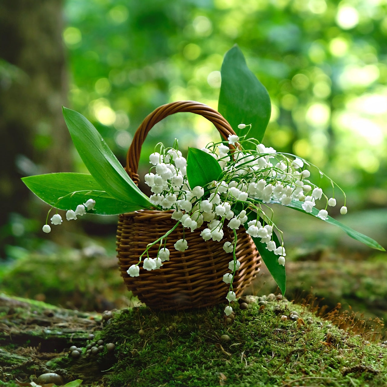 Wicker basket filled with white flowers on a green forest floor