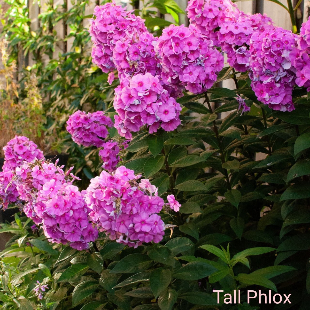 Pink Flowers for Sale