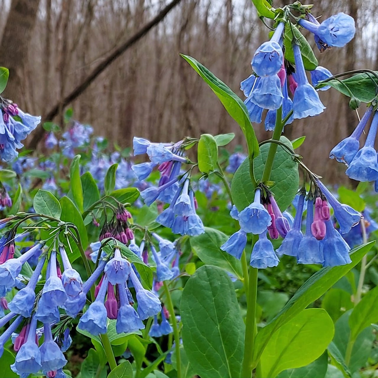 Mertensia Virginica