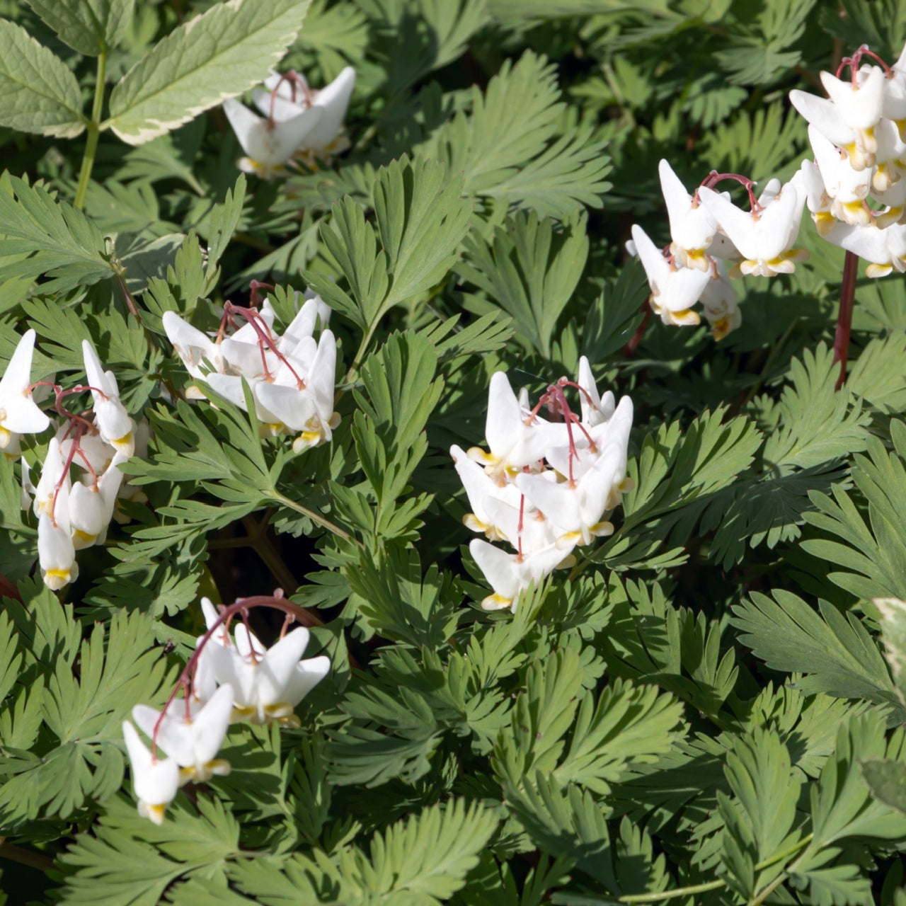 A photo showing a cluster of Dutchman's Breeches plants with white flowers and green, feather-like leaves.