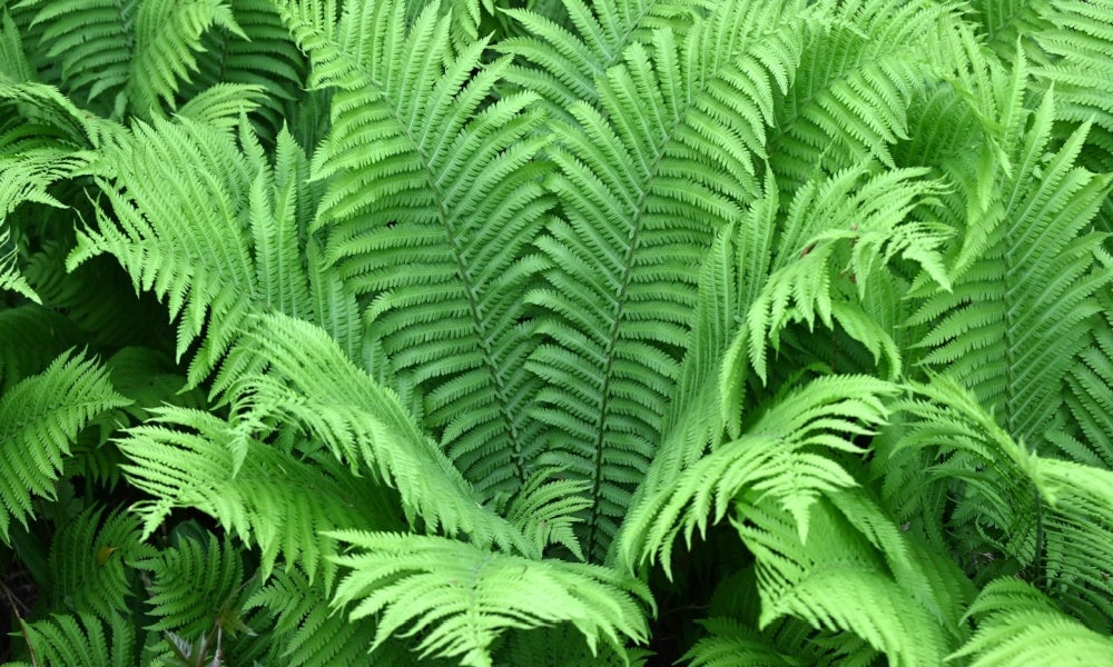 Plant Subscription - TN Nursery
