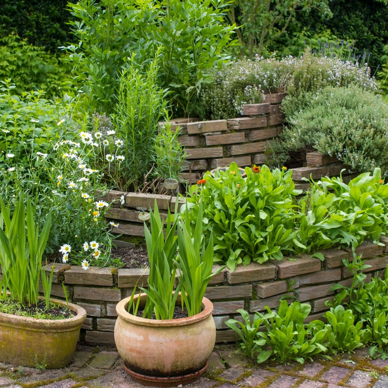 Native perennial flower garden