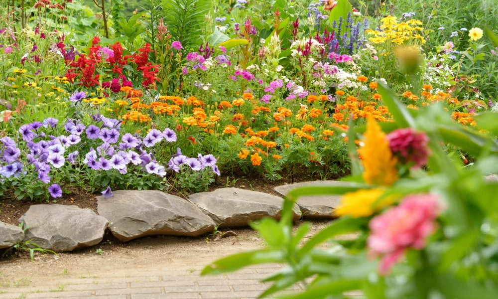 perennial garden with purple flowers and orange flowers