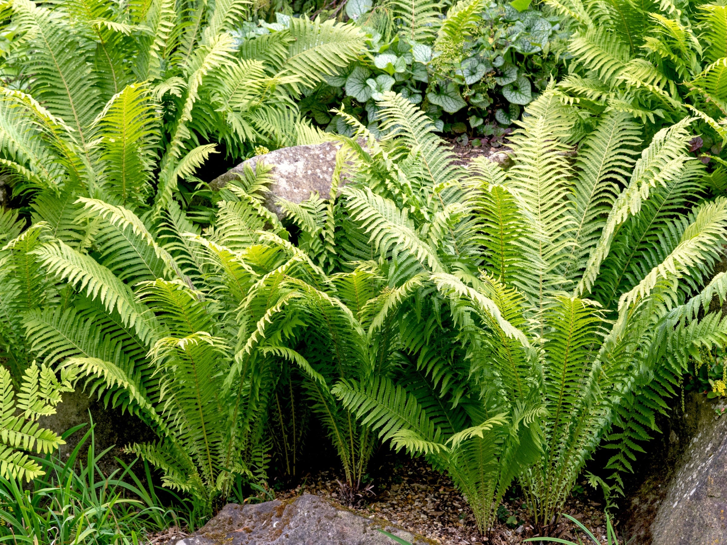 TN Nursery - Ferns